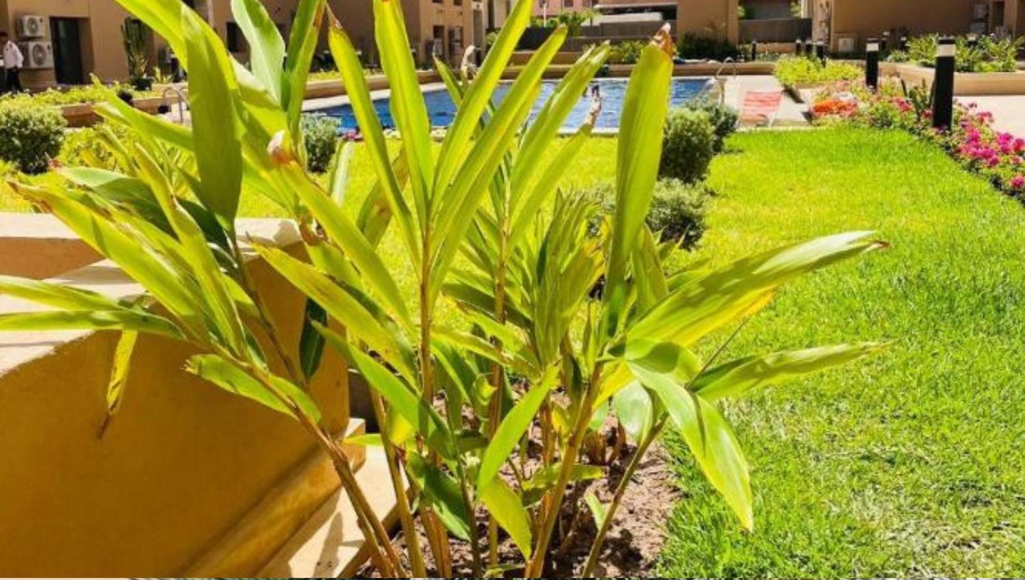 Duplex Palmeraie Gates Appartamento Marrakesh
